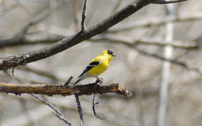 Goldfinch