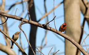 Pair of House Finches