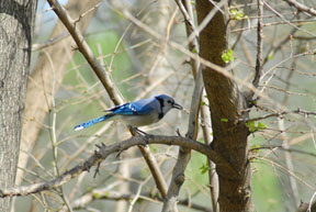 Blue Jay
