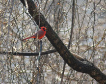 Male Cardinal