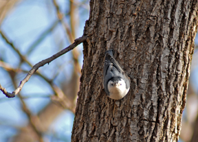 Sapsucker